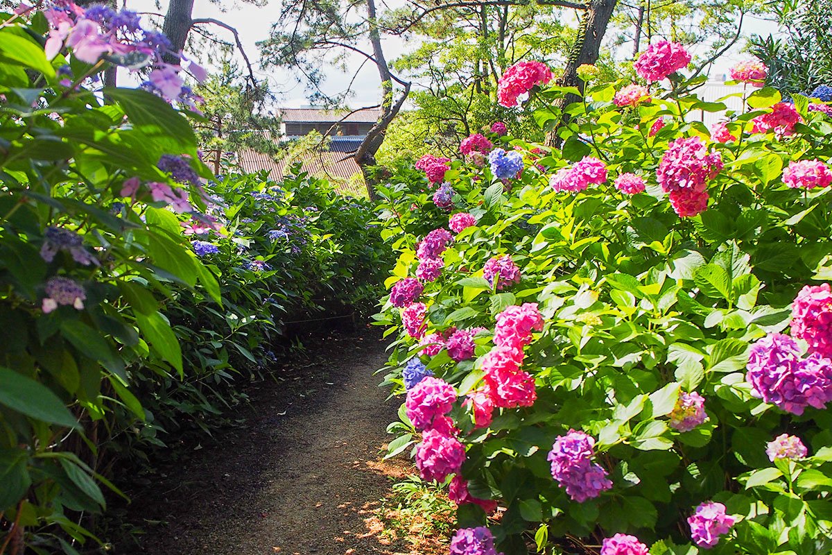 ⛩️ 스미요시 신사 (우오즈미 스미요시 진자) 이미지 8